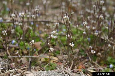 hairy bittercress, Cardamine hirsuta  (Capparales: Brassicaceae) - 5449158