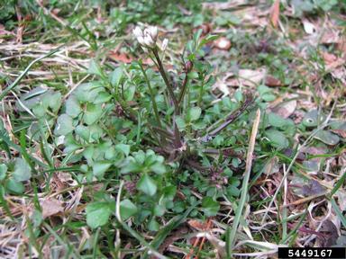 hairy bittercress, Cardamine hirsuta  (Capparales: Brassicaceae) - 5449167