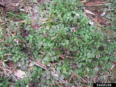 hairy bittercress, Cardamine hirsuta  (Capparales: Brassicaceae) - 5449168