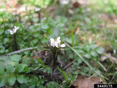 hairy bittercress, Cardamine hirsuta  (Capparales: Brassicaceae) - 5449175