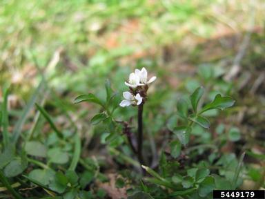 hairy bittercress, Cardamine hirsuta  (Capparales: Brassicaceae) - 5449179