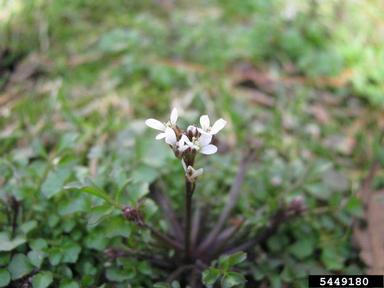 hairy bittercress, Cardamine hirsuta  (Capparales: Brassicaceae) - 5449180