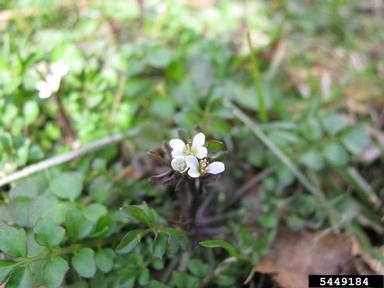 hairy bittercress, Cardamine hirsuta  (Capparales: Brassicaceae) - 5449184
