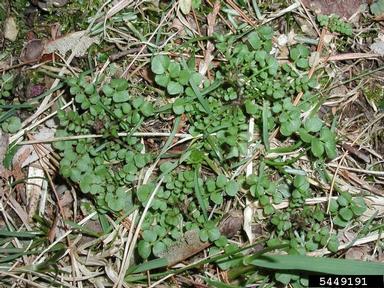 hairy bittercress, Cardamine hirsuta  (Capparales: Brassicaceae) - 5449191