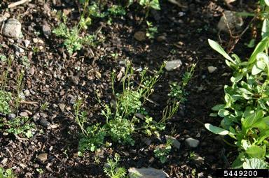 hairy bittercress, Cardamine hirsuta  (Capparales: Brassicaceae) - 5449200