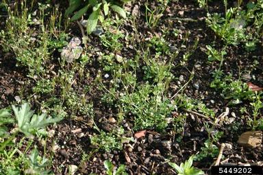 hairy bittercress, Cardamine hirsuta  (Capparales: Brassicaceae) - 5449202