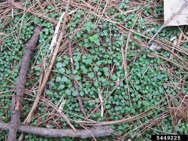 narrowleaf bittercress, Cardamine impatiens  (Capparales: Brassicaceae) - 5449225