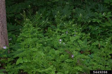 narrowleaf bittercress, Cardamine impatiens  (Capparales: Brassicaceae) - 5449266
