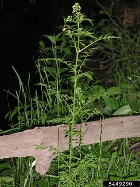 narrowleaf bittercress, Cardamine impatiens  (Capparales: Brassicaceae) - 5449290