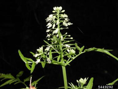 narrowleaf bittercress, Cardamine impatiens  (Capparales: Brassicaceae) - 5449292