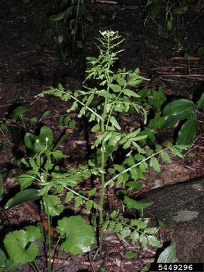 narrowleaf bittercress, Cardamine impatiens  (Capparales: Brassicaceae) - 5449296