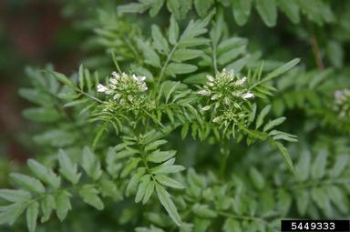 narrowleaf bittercress, Cardamine impatiens  (Capparales: Brassicaceae) - 5449333