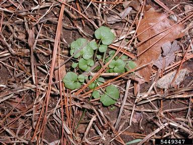narrowleaf bittercress, Cardamine impatiens  (Capparales: Brassicaceae) - 5449347