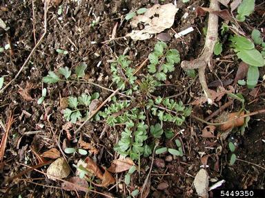 narrowleaf bittercress, Cardamine impatiens  (Capparales: Brassicaceae) - 5449350