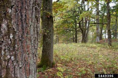 oak, Quercus spp.  (Fagales: Fagaceae) - 5449396