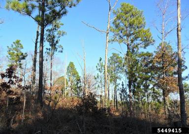longleaf pine, Pinus palustris  (Pinales: Pinaceae) - 5449415