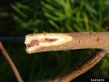 black twig borer (Xylosandrus compactus ) on koa (Acacia koa ) - 5449430