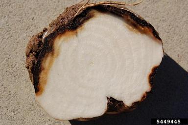 Rhizoctonia damping-off, blight and rot (Rhizoctonia solani ) on common beet (Beta vulgaris ) - 5449445