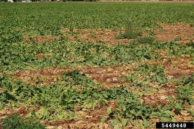 Rhizoctonia damping-off, blight and rot (Rhizoctonia solani ) on common beet (Beta vulgaris ) - 5449448
