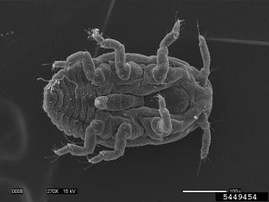 hemlock woolly adelgid, Adelges tsugae  (Hemiptera: Adelgidae) - 5449454