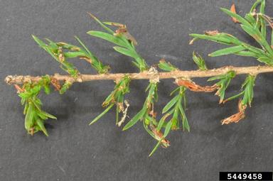 Gelechiid moth (Coleotechnites variiella ) on baldcypress (Taxodium distichum ) - 5449458