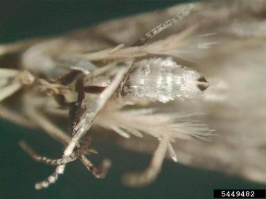 Gelechiid moth, Coleotechnites variiella  (Lepidoptera: Gelechiidae) - 5449482