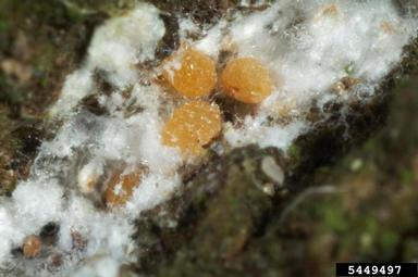beech scale, Cryptococcus fagisuga  (Hemiptera: Eriococcidae) - 5449497