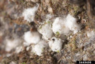 beech scale, Cryptococcus fagisuga  (Hemiptera: Eriococcidae) - 5449498