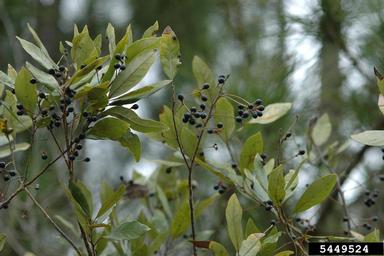 redbay, Persea borbonia  (Laurales: Lauraceae) - 5449524