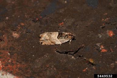 cottonwood twig borer, Gypsonoma haimbachiana  (Lepidoptera: Tortricidae) - 5449532