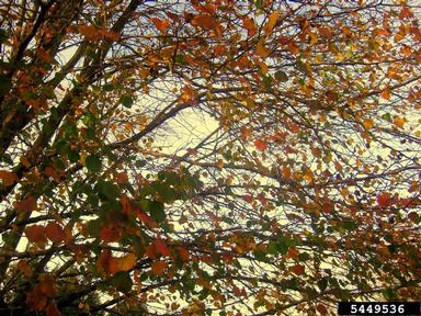 fall color,    - 5449536