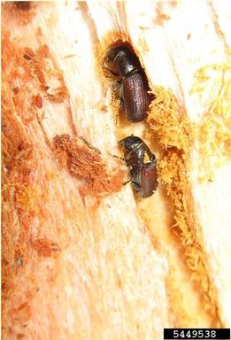 Douglas-fir beetle, Dendroctonus pseudotsugae  (Coleoptera: Curculionidae) - 5449538