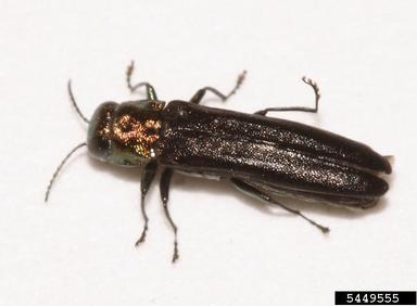 hickory spiral borer, Agrilus arcuatus torquatus (Coleoptera: Buprestidae) - 5449555