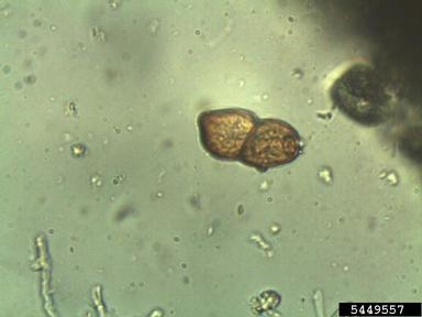 Southern corn rust (Puccinia polysora ) on corn (Zea mays ) - 5449557