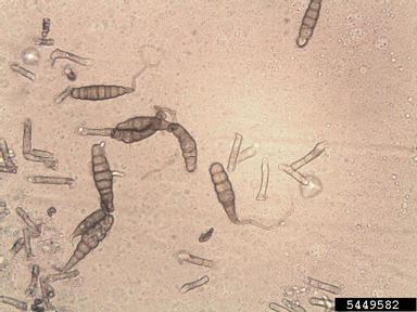 Alternaria black molds / stem cankers (Alternaria spp. ) on cotton (Gossypium hirsutum ) - 5449582