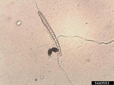 Cercospora fungi (Cercospora spp. ) on cotton (Gossypium hirsutum ) - 5449583