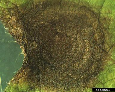 Corynespora blight (Corynespora cassiicola ) on cotton (Gossypium hirsutum ) - 5449591