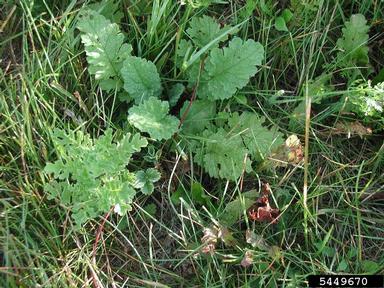 tansy ragwort, Senecio jacobaea  (Asterales: Asteraceae) - 5449670