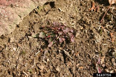 red sorrel, Rumex acetosella  (Polygonales: Polygonaceae) - 5449756