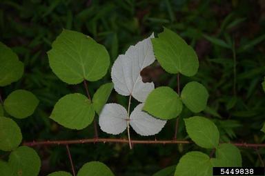 wine raspberry, Rubus phoenicolasius  (Rosales: Rosaceae) - 5449838