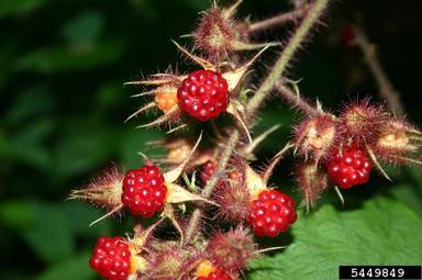wine raspberry, Rubus phoenicolasius  (Rosales: Rosaceae) - 5449849