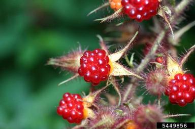 wine raspberry, Rubus phoenicolasius  (Rosales: Rosaceae) - 5449856
