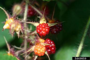 wine raspberry, Rubus phoenicolasius  (Rosales: Rosaceae) - 5449859
