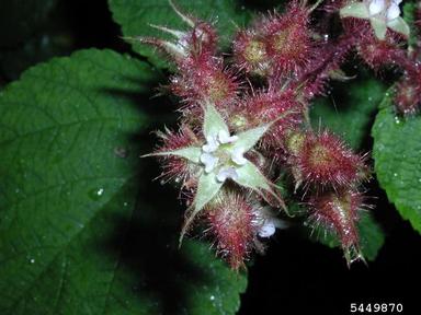 wine raspberry, Rubus phoenicolasius  (Rosales: Rosaceae) - 5449870