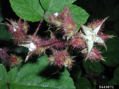 wine raspberry, Rubus phoenicolasius  (Rosales: Rosaceae) - 5449871