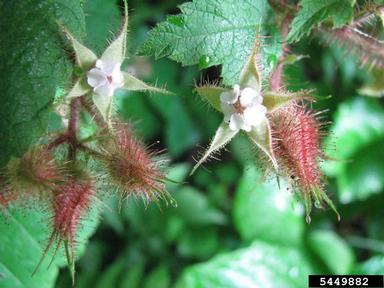 wine raspberry, Rubus phoenicolasius  (Rosales: Rosaceae) - 5449882