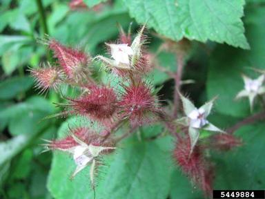 wine raspberry, Rubus phoenicolasius  (Rosales: Rosaceae) - 5449884