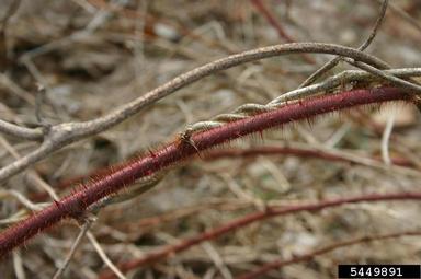 wine raspberry, Rubus phoenicolasius  (Rosales: Rosaceae) - 5449891