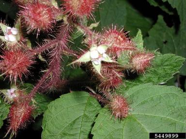 wine raspberry, Rubus phoenicolasius  (Rosales: Rosaceae) - 5449899