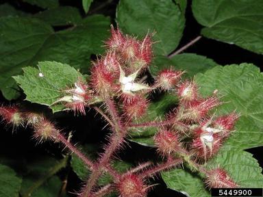 wine raspberry, Rubus phoenicolasius  (Rosales: Rosaceae) - 5449900